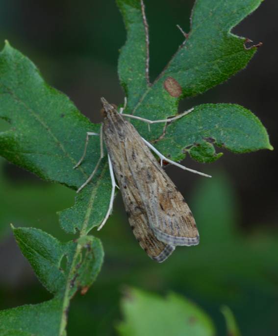 Falena da Id (Crambidae?) - Nomophila noctuella