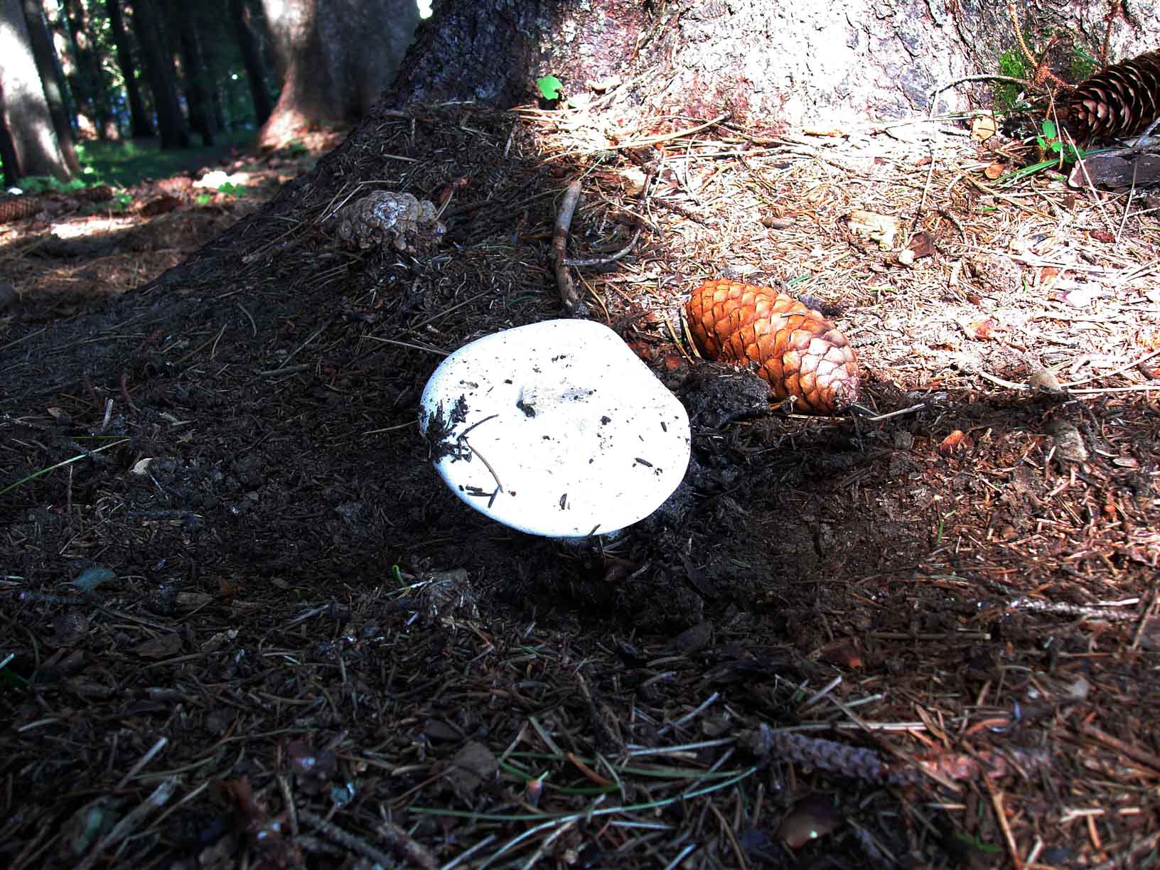 Agaricus in abetaia