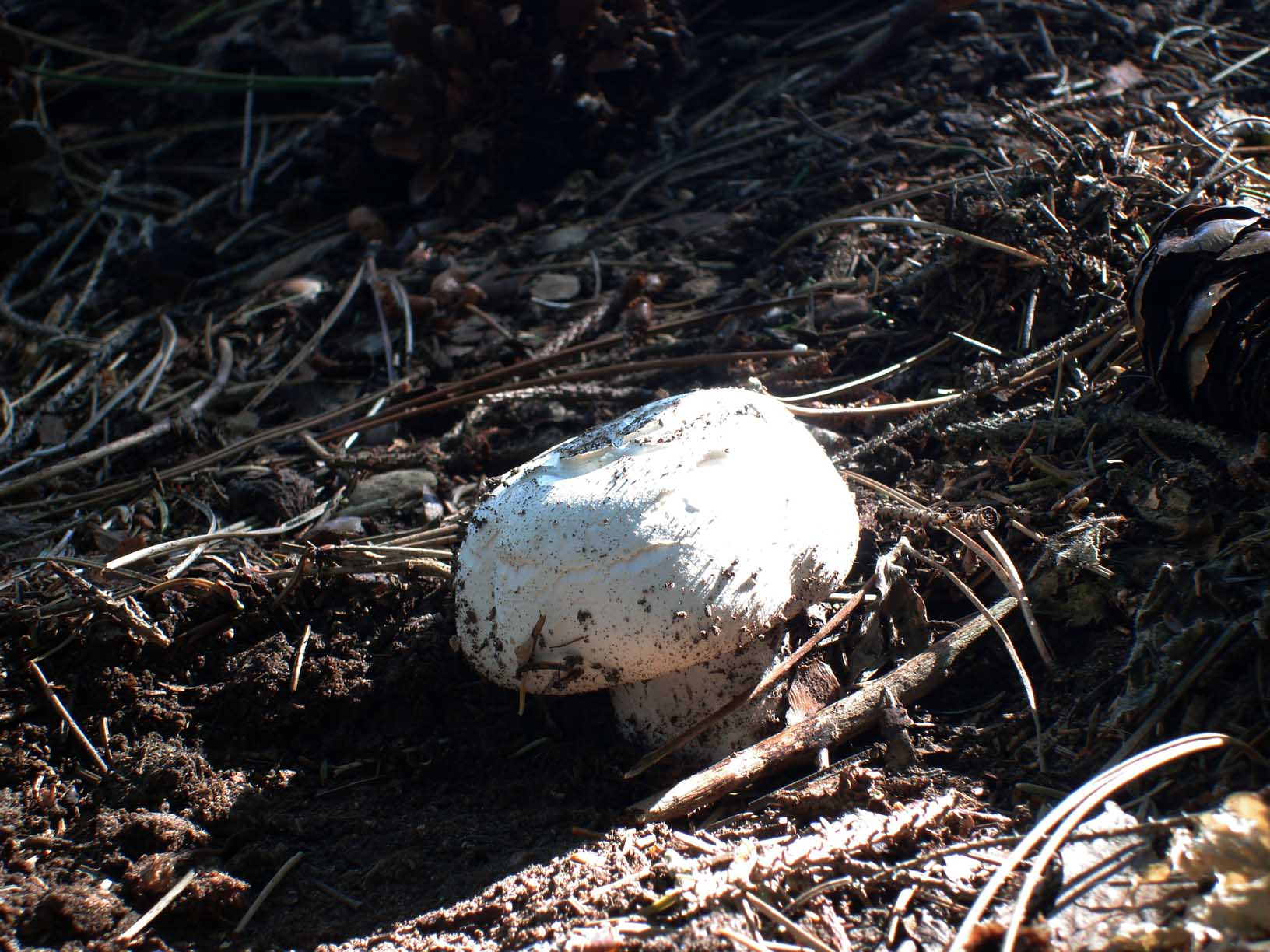 Agaricus in abetaia