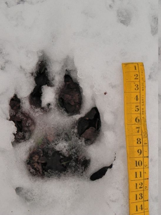 Impronta di cane?
