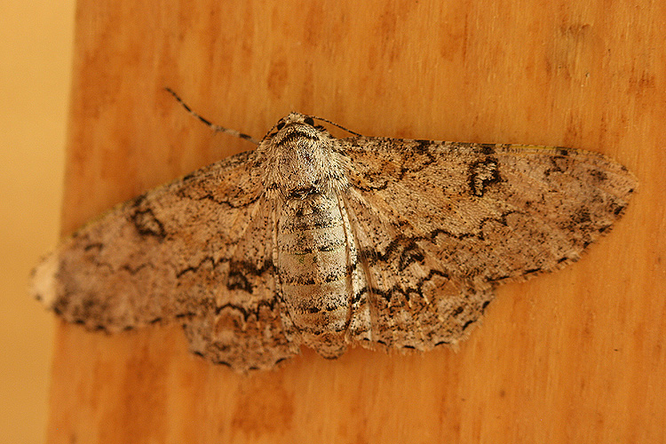 Identificazione falena ; Ascotis selenaria ♀