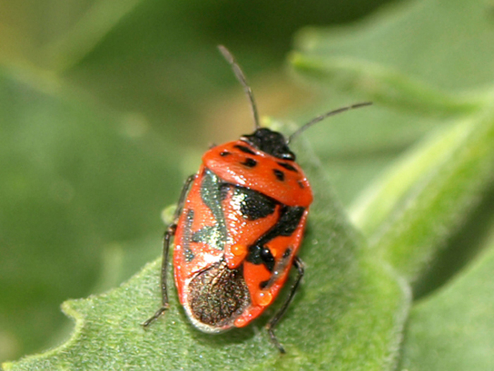 Pentatomidae: Eurydema ornata del Ravennate (RA)