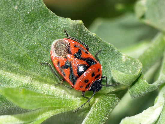 Pentatomidae: Eurydema ornata del Ravennate (RA)