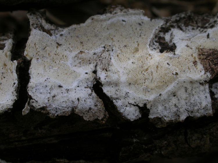 Poliporacea da det. (Skeletocutis percandida)