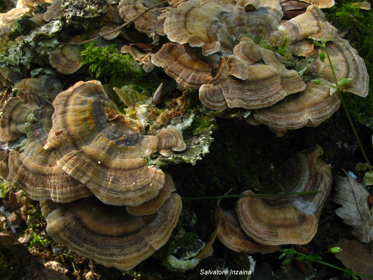 Trametes versicolor