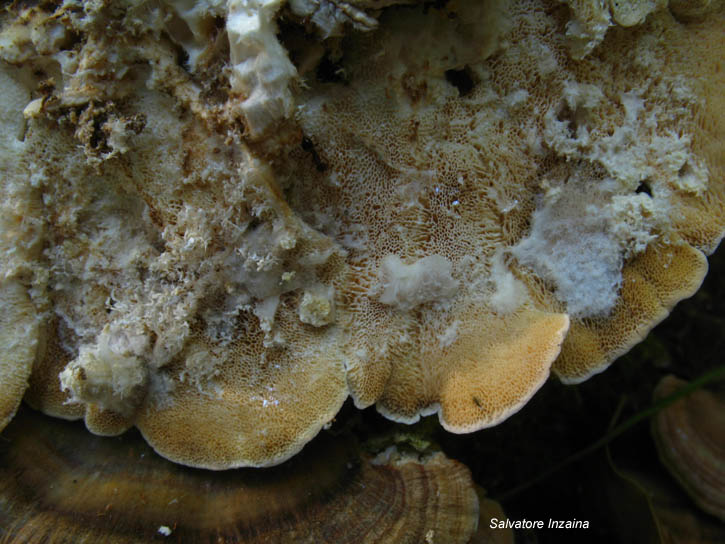 Trametes versicolor