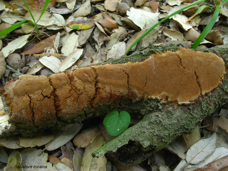 Crosta da det. (Phellinus ferruginosus)