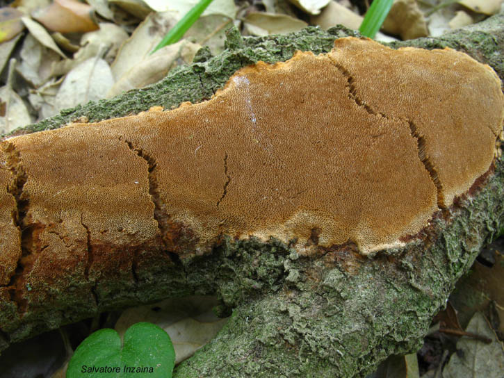 Crosta da det. (Phellinus ferruginosus)