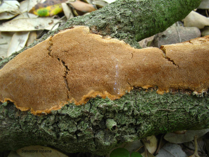Crosta da det. (Phellinus ferruginosus)