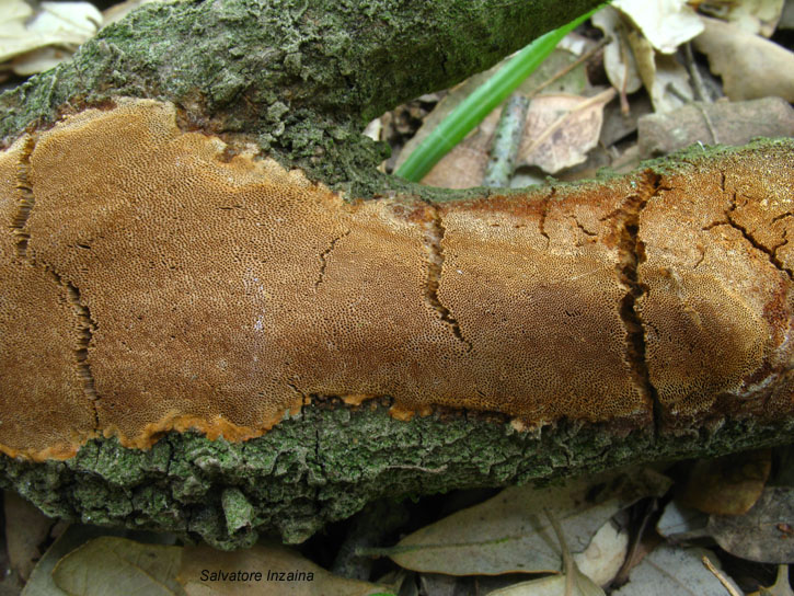 Crosta da det. (Phellinus ferruginosus)