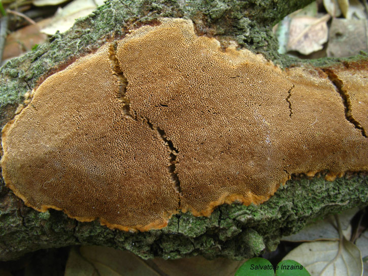 Crosta da det. (Phellinus ferruginosus)