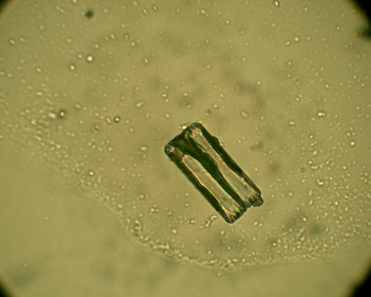 Grazie a nicotinammide