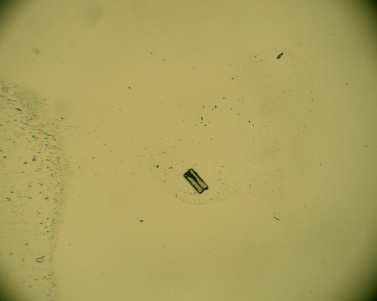 Grazie a nicotinammide