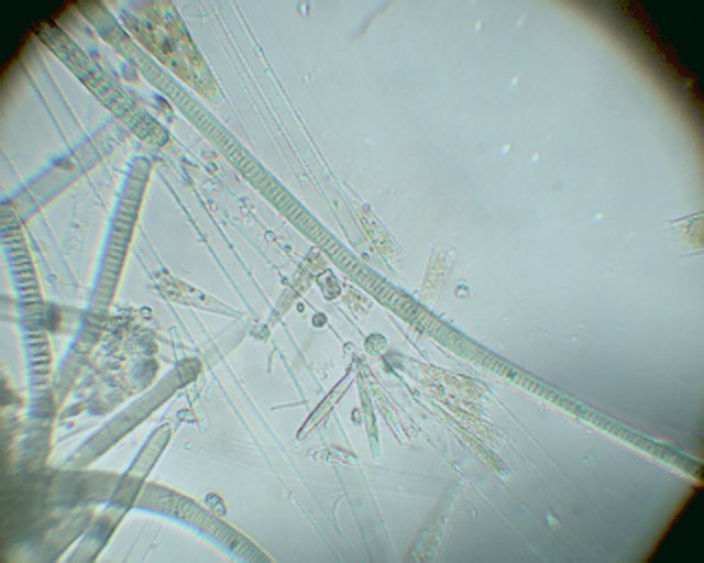 La mia prima foto in microscopia: PIETA''