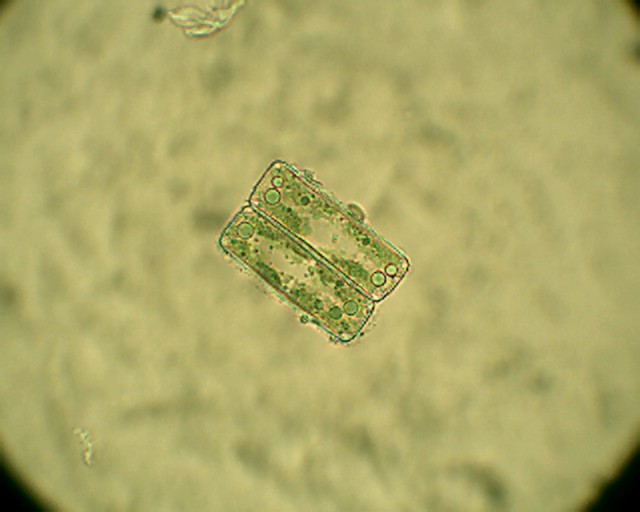 Grazie a nicotinammide