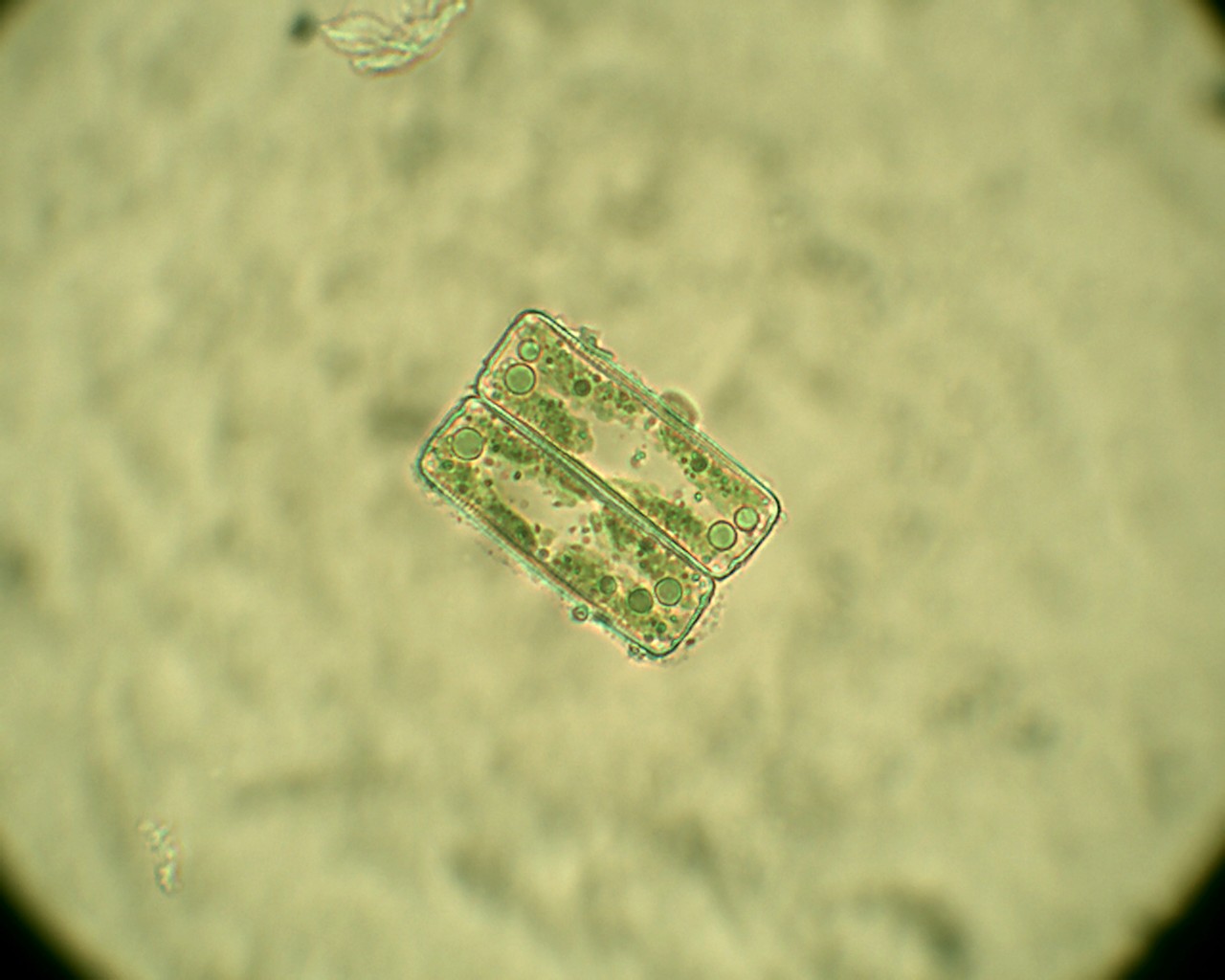 Grazie a nicotinammide