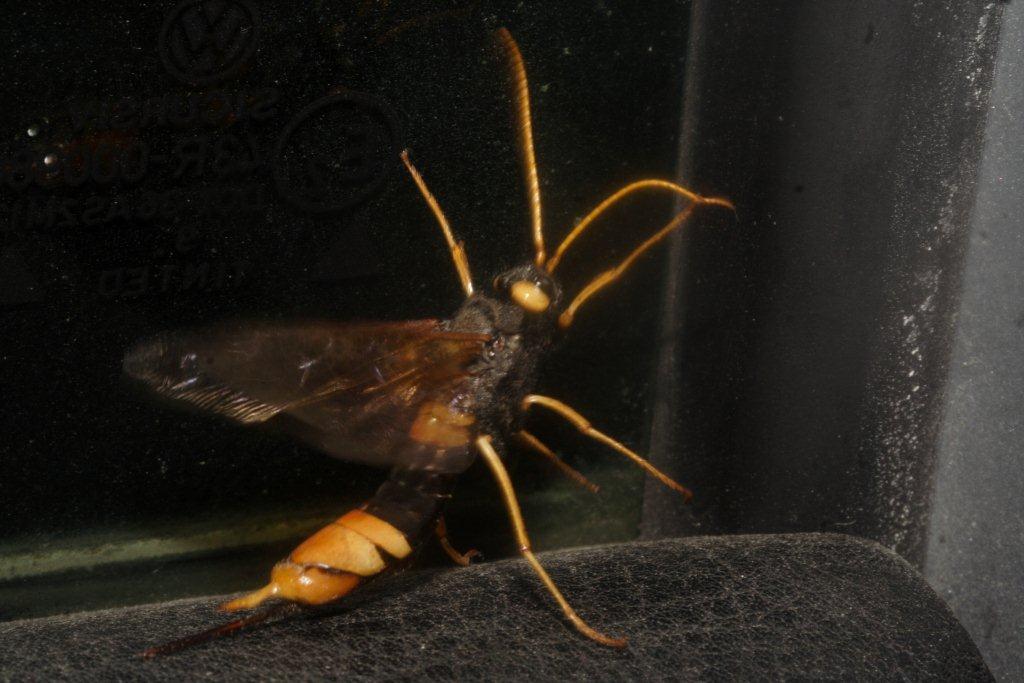 Urocerus sp. , Natura Mediterraneo | Forum Naturalistico