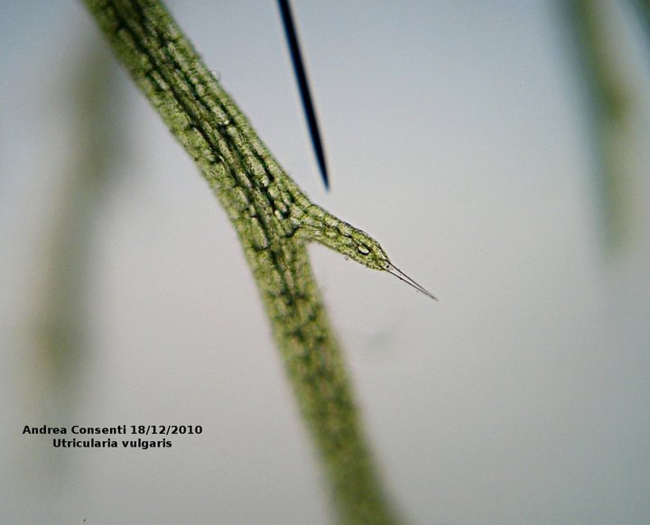 Setole laterali di Utricularia