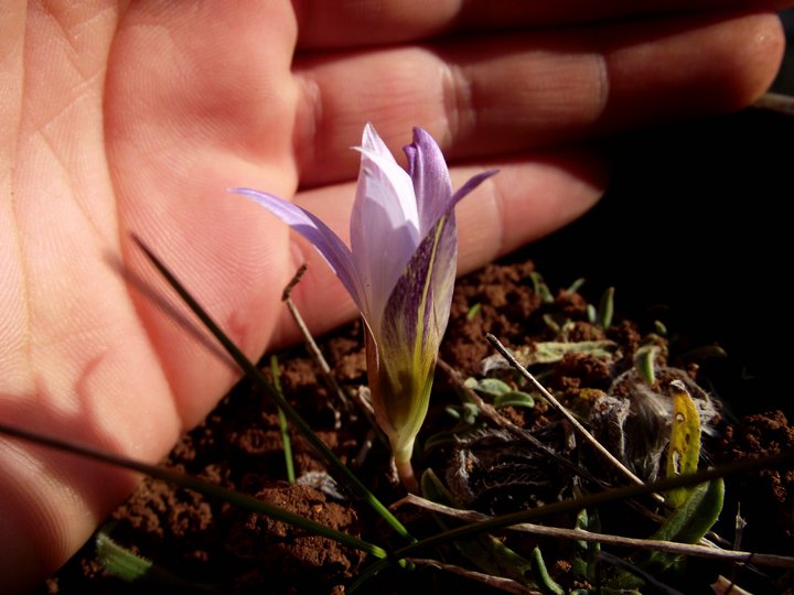 Romulea bulbocodium