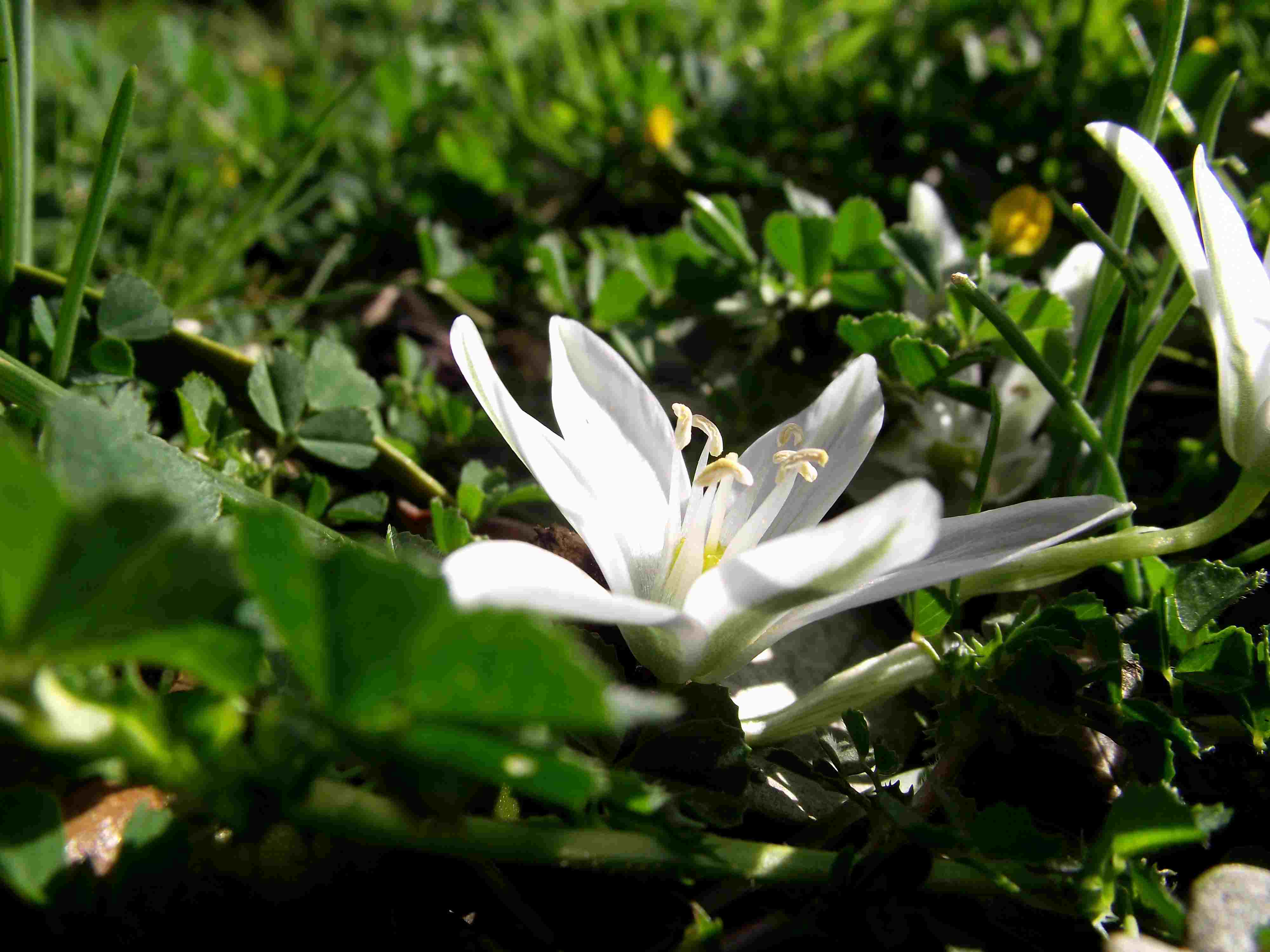 Ornithogalum sp.