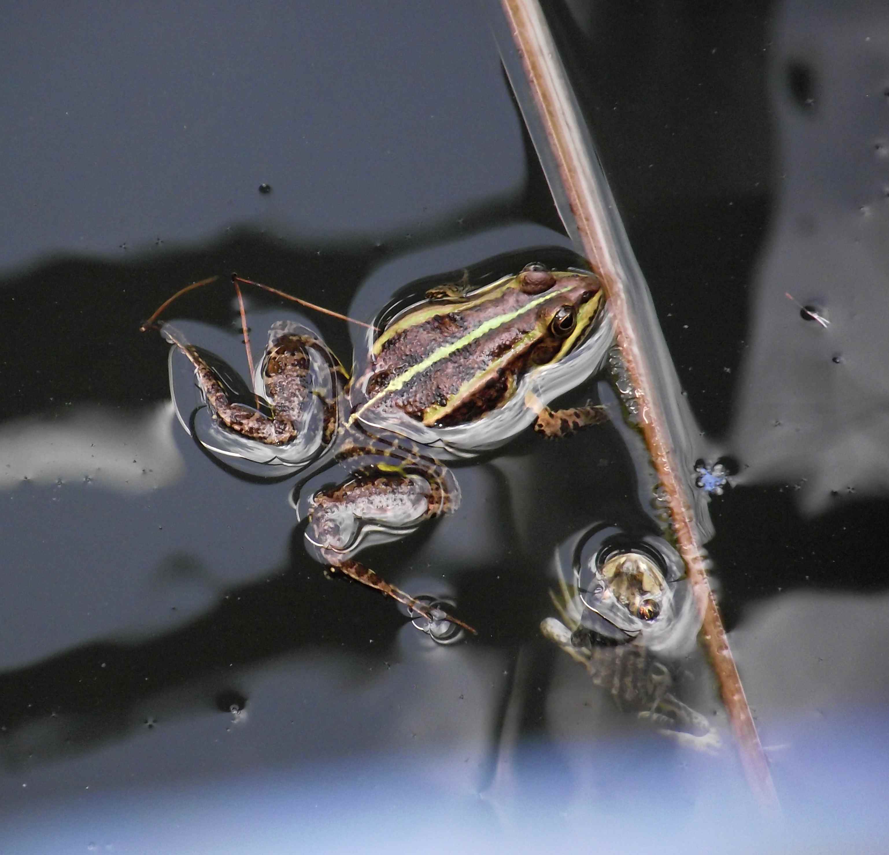 Identificazione rane - Pelophylax sp. (Puglia)