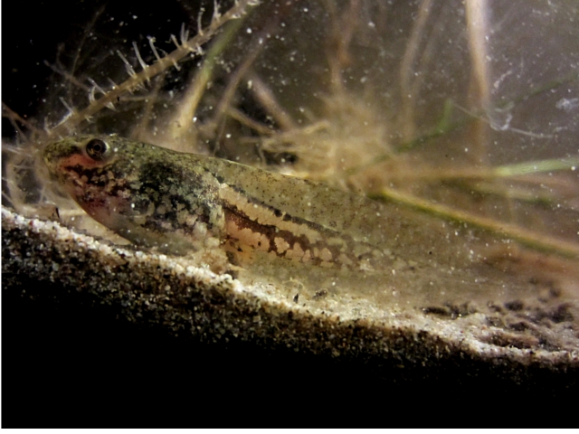 girini di raganella o... ? - Pelophylax sp.