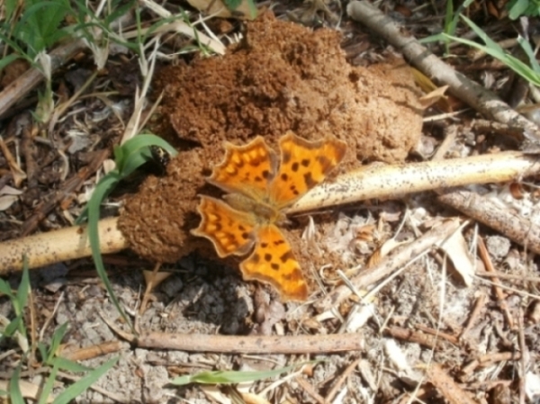 Chiedo scusa per il posatoio...Polygonia...?