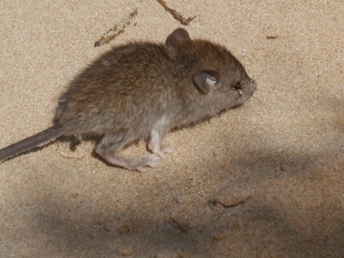 Ratto juv.