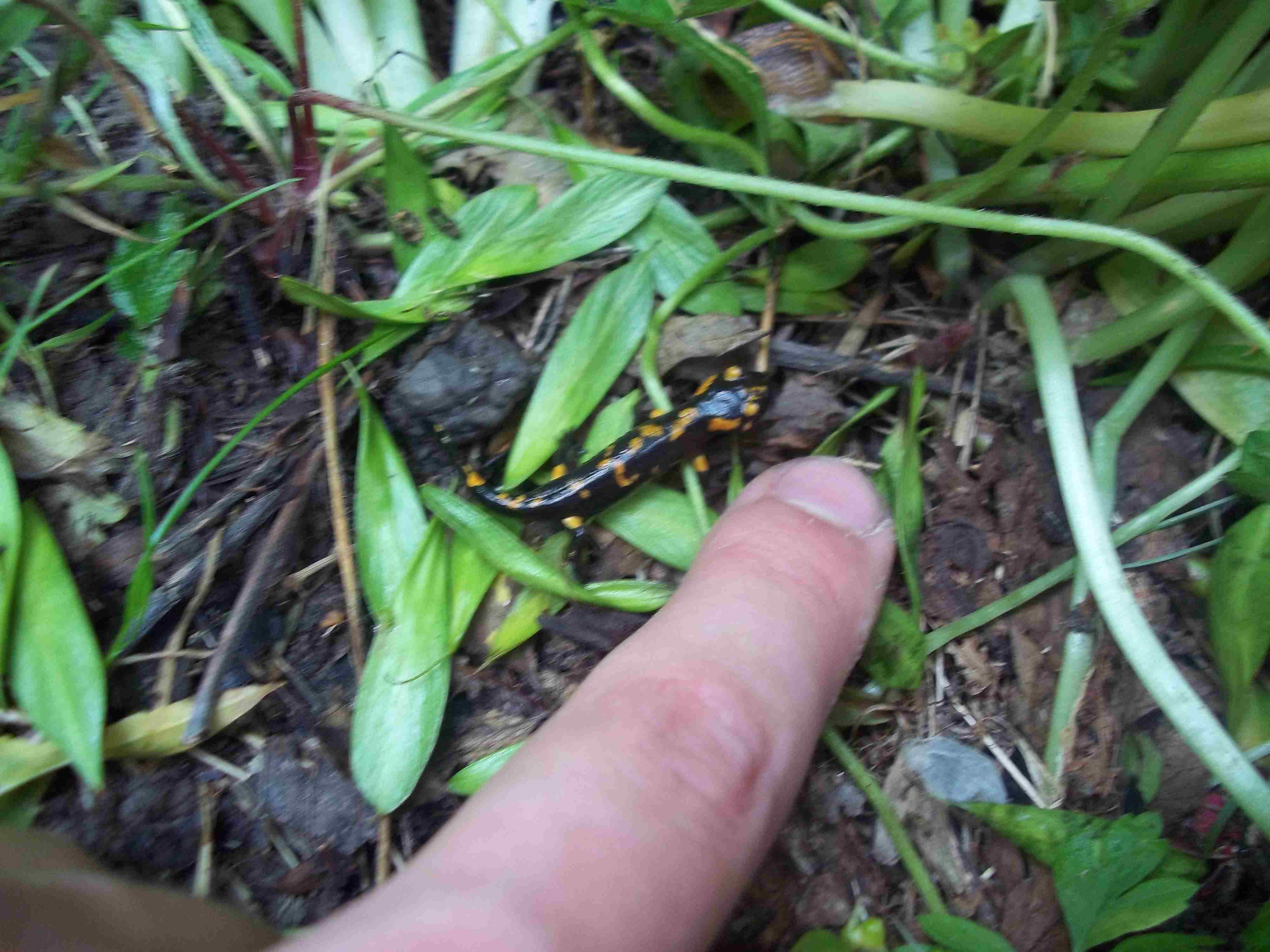 Piccolissima Salamandra pezzata