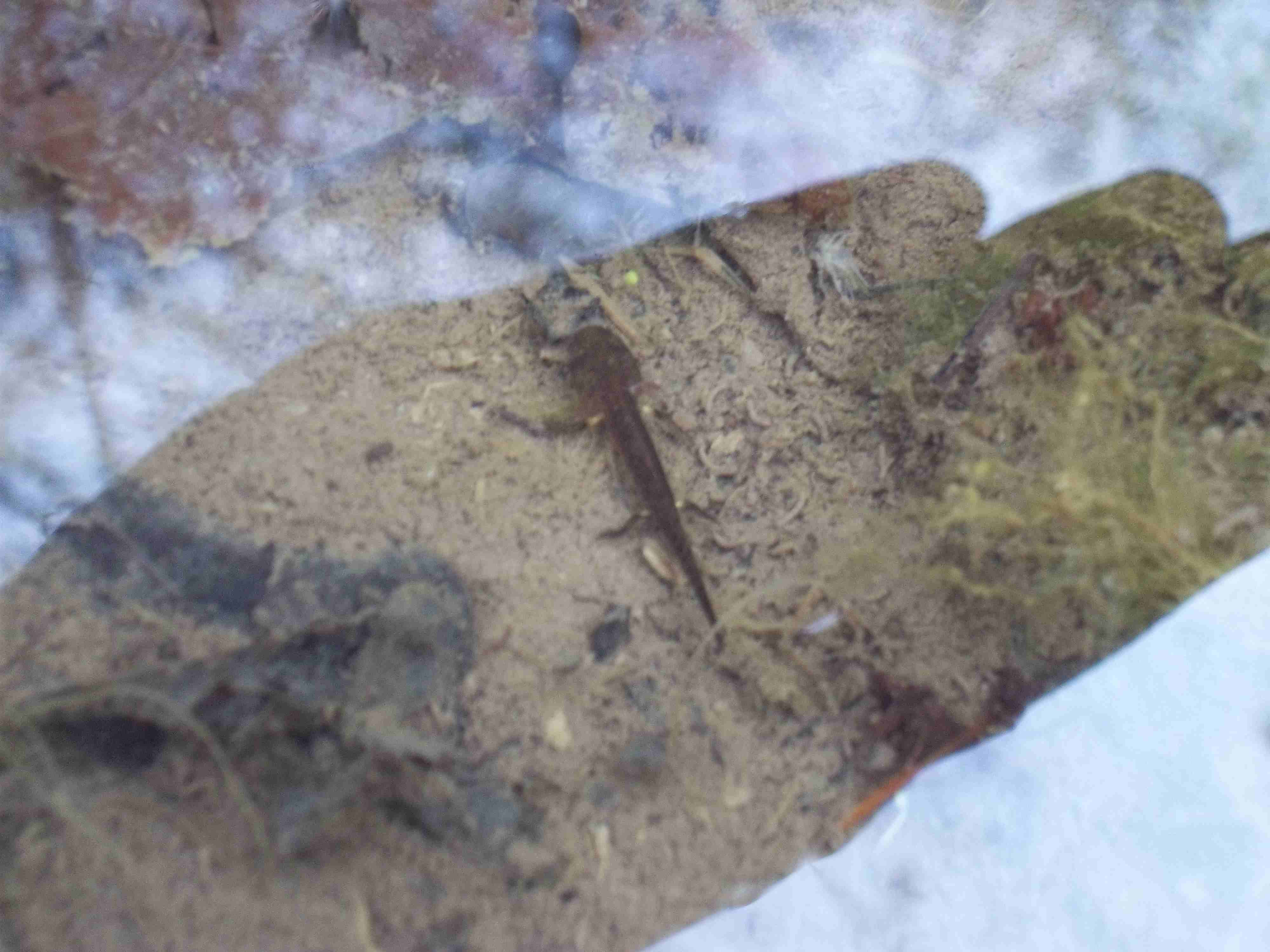 Piccolissima Salamandra pezzata