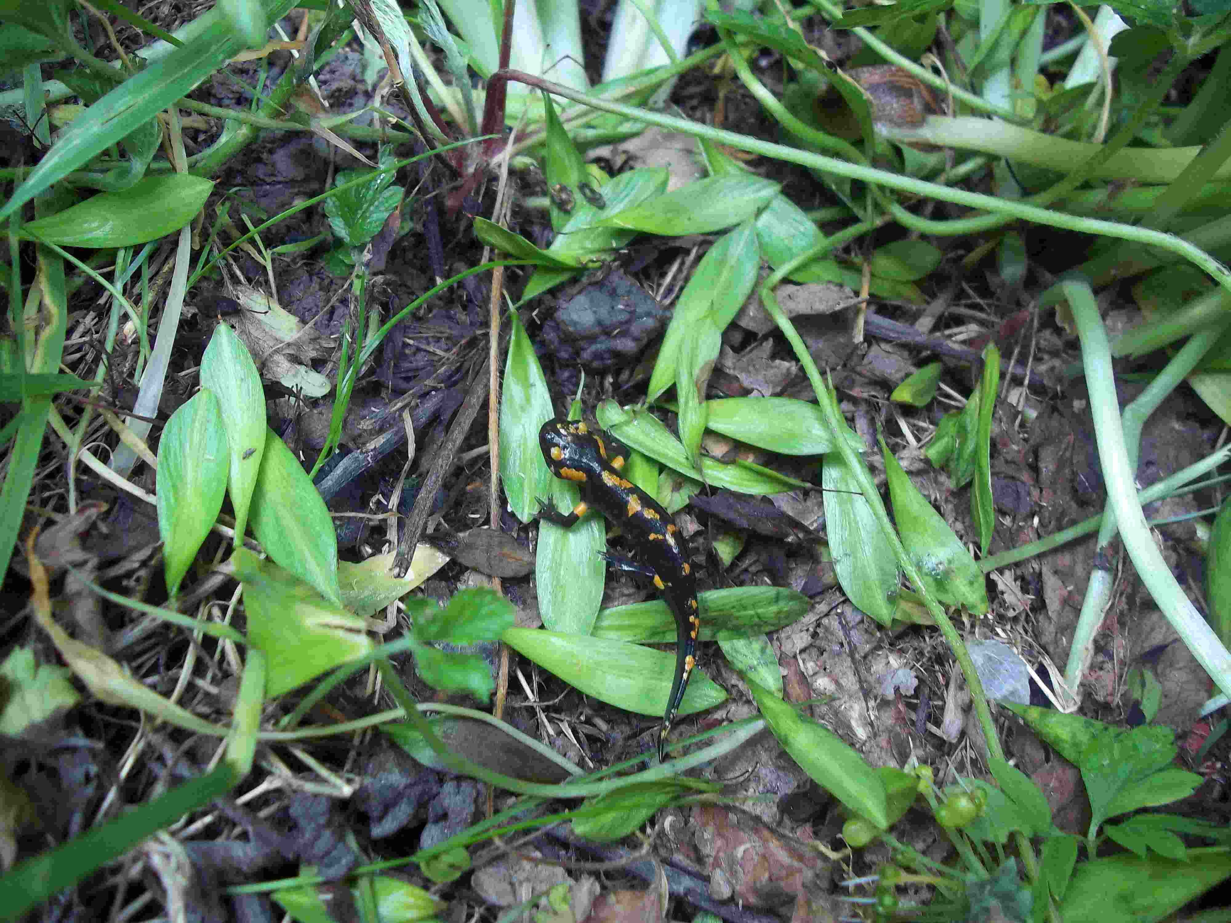 Piccolissima Salamandra pezzata