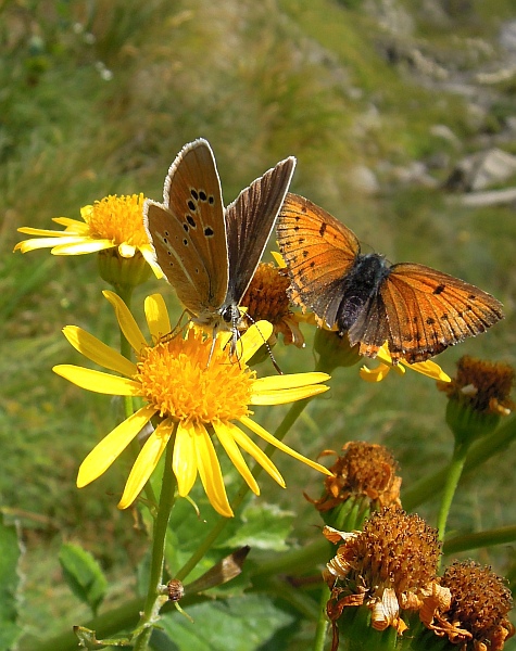 Un lieve battito d''ali