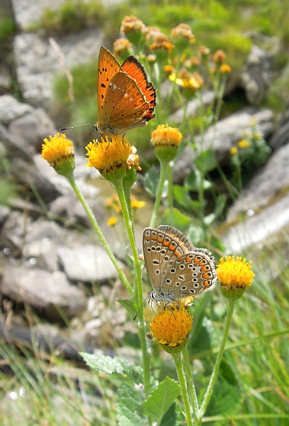 Un lieve battito d''ali