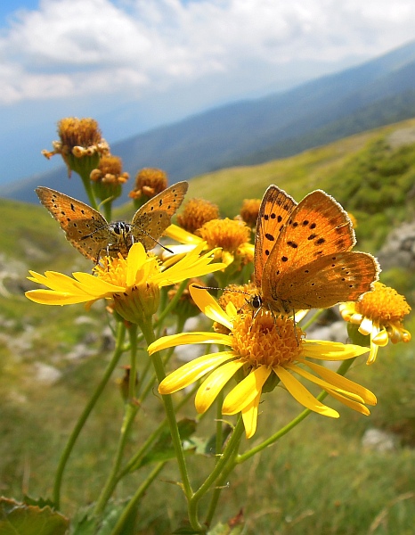 Un lieve battito d''ali