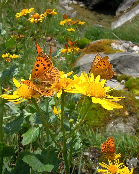 Un lieve battito d''ali