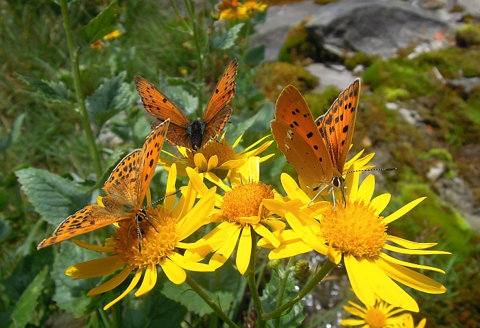 Un lieve battito d''ali