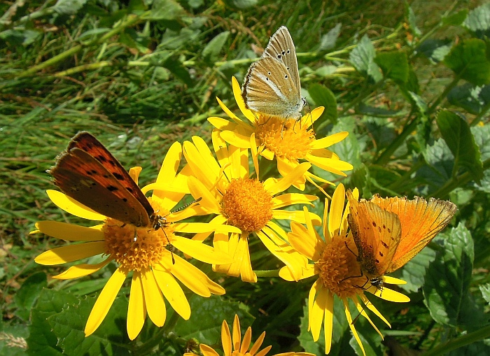 Un lieve battito d''ali