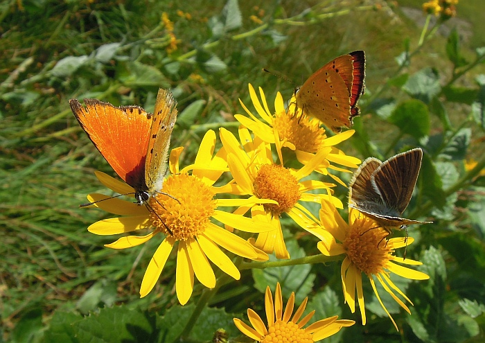 Un lieve battito d''ali