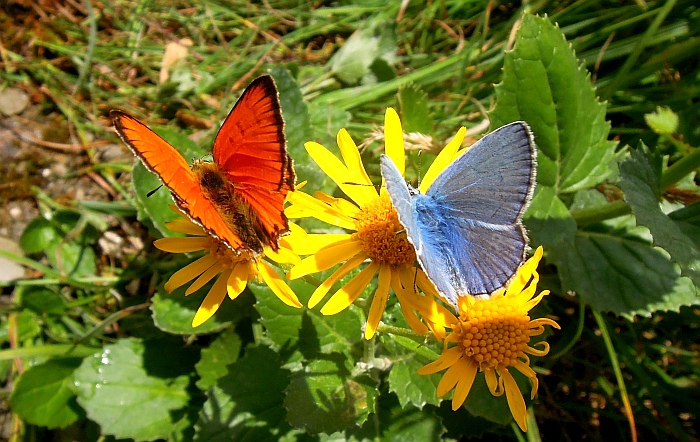 Un lieve battito d''ali