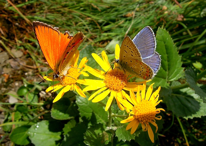 Un lieve battito d''ali