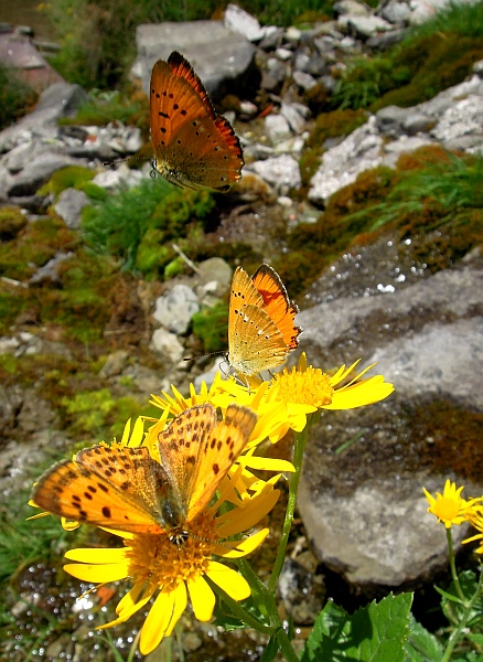 Un lieve battito d''ali