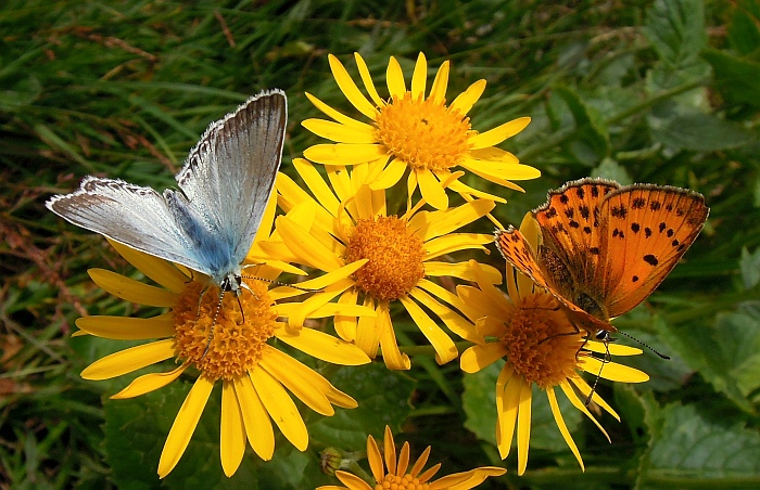 Un lieve battito d''ali