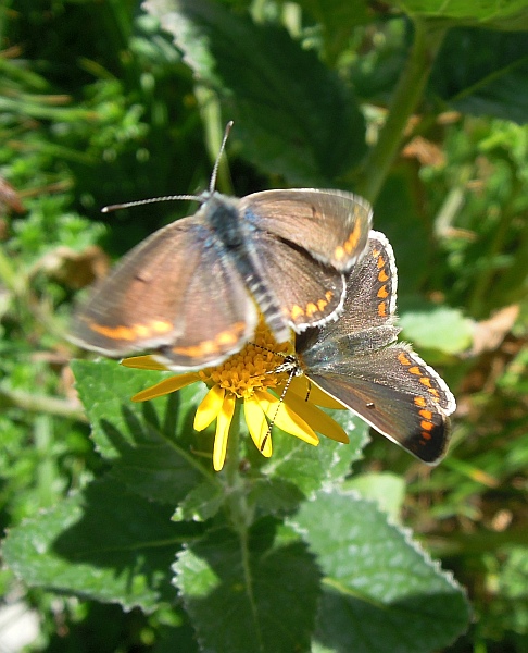 Un lieve battito d''ali