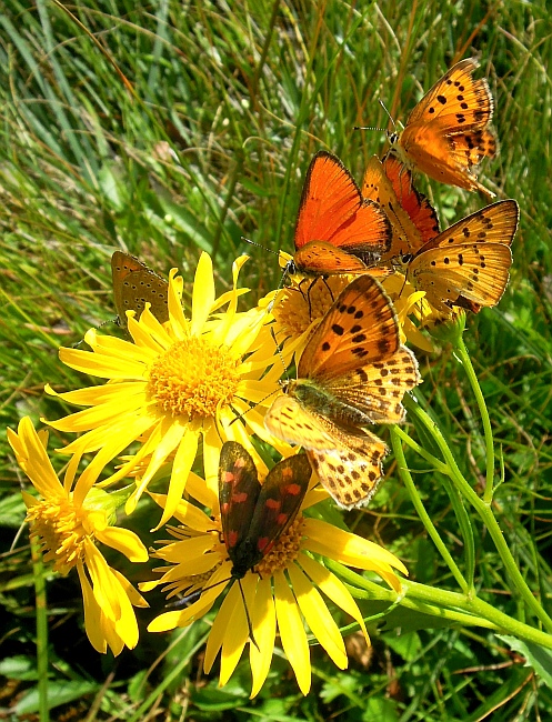 Un lieve battito d''ali