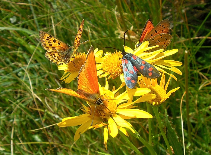 Un lieve battito d''ali