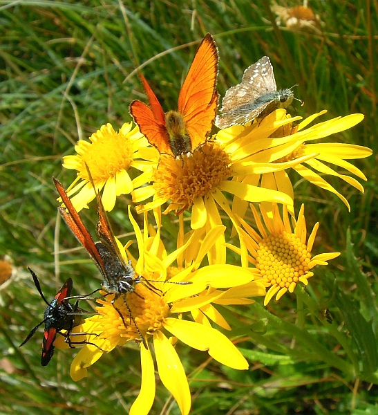 Un lieve battito d''ali