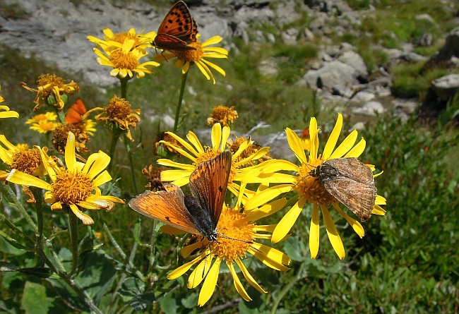 Un lieve battito d''ali