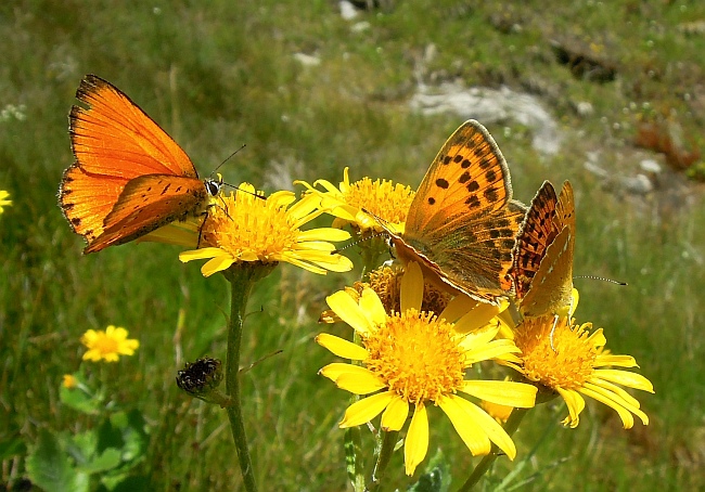 Un lieve battito d''ali