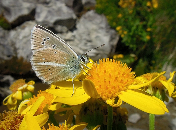 Un lieve battito d''ali