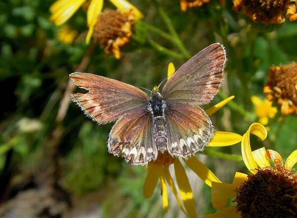 Un lieve battito d''ali